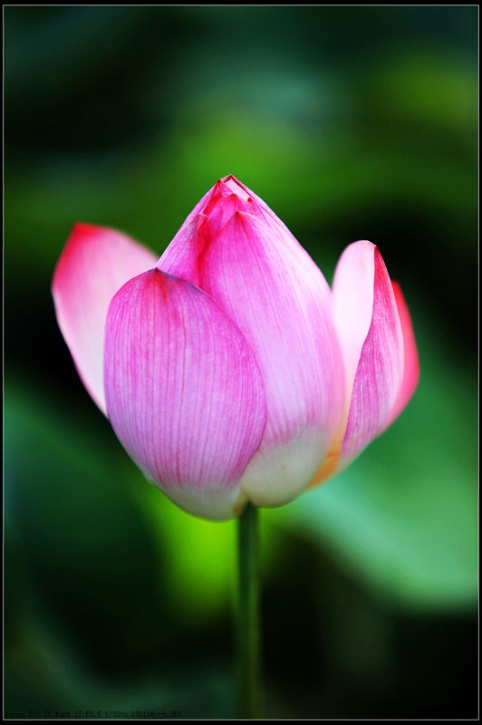 ����������---�ɻ�-ֲ�ﻨ��