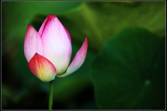 ����������---�ɻ�-ֲ�ﻨ��