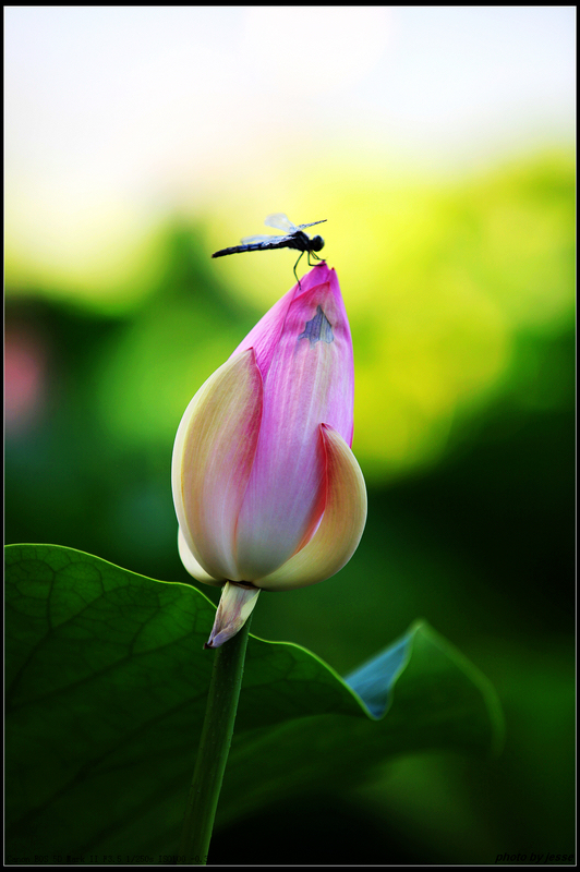 ����������---�ɻ�-ֲ�ﻨ��