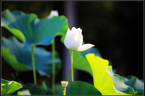 ����������---�ɻ�-ֲ�ﻨ��