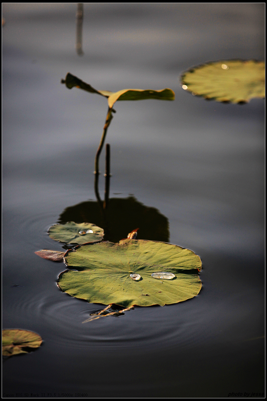 ����������---�ɻ�-ֲ�ﻨ��