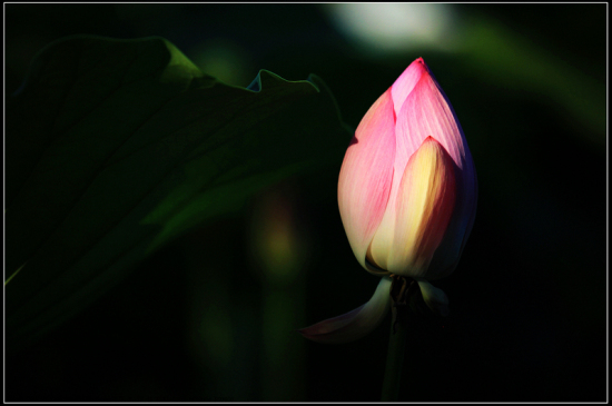 ����������---�ɻ�-ֲ�ﻨ��