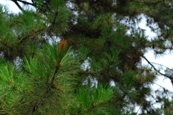 ����ɽׯ & ��ɽ����������-��������