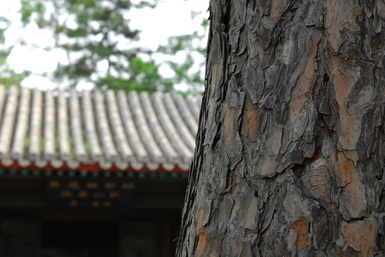 ����ɽׯ & ��ɽ����������-��������