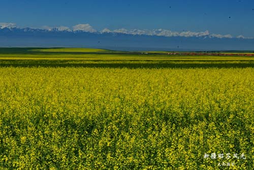 �������½�-��������