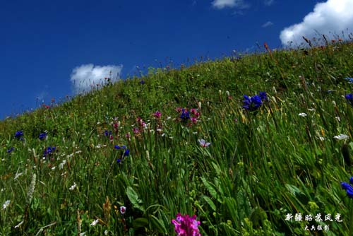 �������½�-��������