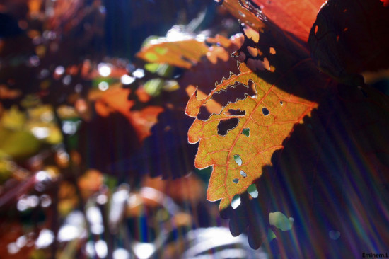 �麣<span class=lxw>[ע: �麣��-�麣�����齭�������϶˵�һ����Ҫ���У�λ�ڹ㶫ʡ�齭�ڵ����ϲ����������괦�ڱ�γ21��48�䡫22��27�䡢����113��03�䡫114��19��֮�䡣]</span>һ��-������Ӱ