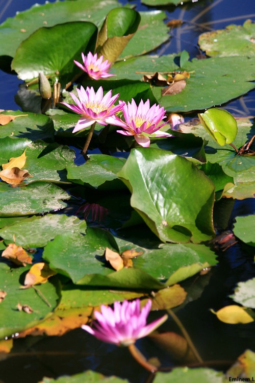 �麣һ��-������Ӱ