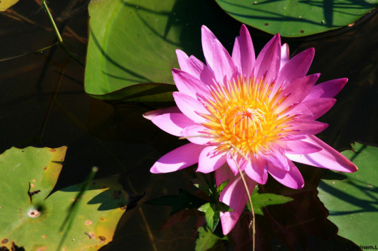 �麣һ��-������Ӱ