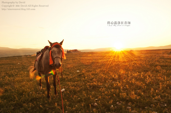 �����z�����ຣ<span class=lxw>[ע: �ຣʡ-�ຣʡ����࣬�ų���������ˮ��������Ǽ������ʮ����ʱ��ʼ���ຣ������ƴ��²����ɹ���ƿ��ŵ��������Ϊ��ɫ�ĺ���]</span>���¡�-��������