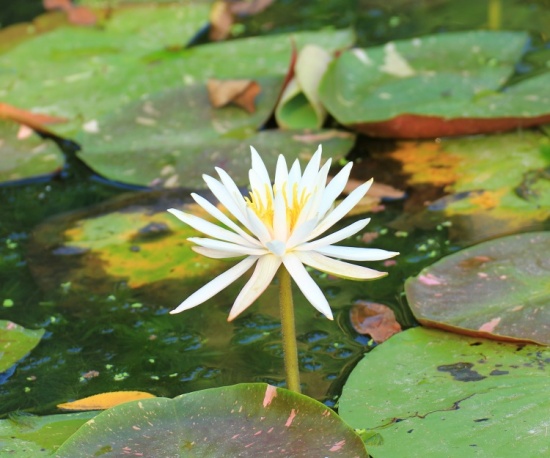 ʪ������-��������