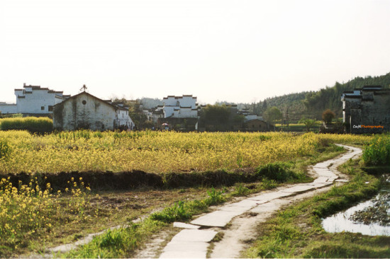 ����ȥ��Դ���Ͳ˻�-ֲ�ﻨ��