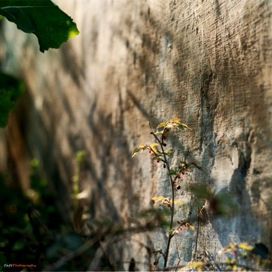 ����ȥ��Դ���Ͳ˻�-ֲ�ﻨ��