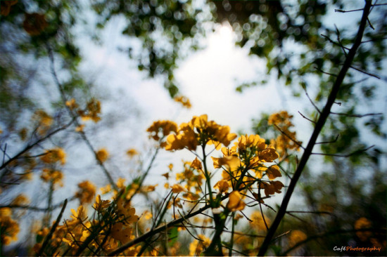 ����ȥ��Դ���Ͳ˻�-ֲ�ﻨ��