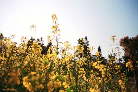 ����ȥ��Դ���Ͳ˻�-ֲ�ﻨ��