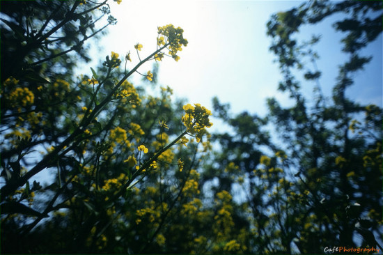 ����ȥ��Դ���Ͳ˻�-ֲ�ﻨ��