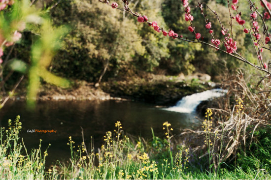 ����ȥ��Դ���Ͳ˻�-ֲ�ﻨ��