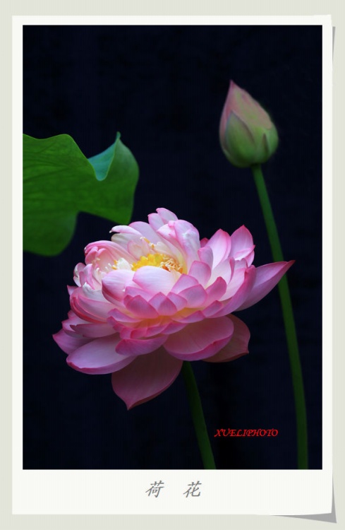 ����֮��-ֲ�ﻨ��