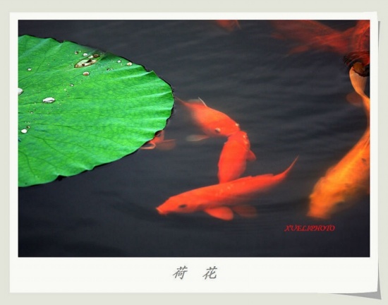 ����֮��-ֲ�ﻨ��