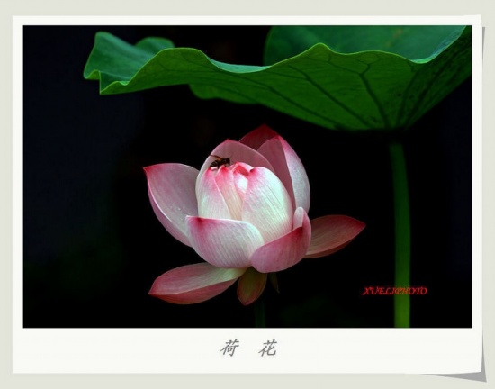 ����֮��-ֲ�ﻨ��