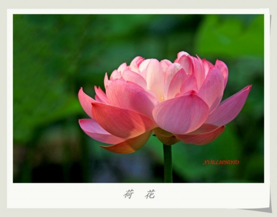 ����֮��-ֲ�ﻨ��