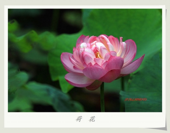 ����֮��-ֲ�ﻨ��