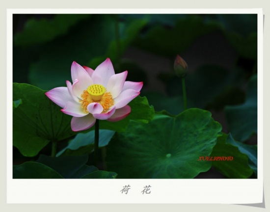 ����֮��-ֲ�ﻨ��