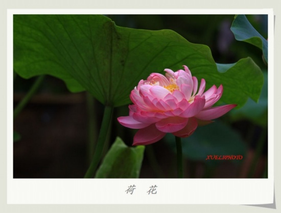 ����֮��-ֲ�ﻨ��