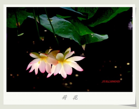 ����֮��-ֲ�ﻨ��