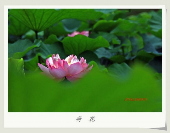 ����֮��-ֲ�ﻨ��