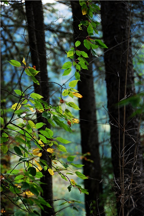 ���ɳأ��۶�ɣ�룩��������̲��ˮ����-��Ȼ�羰