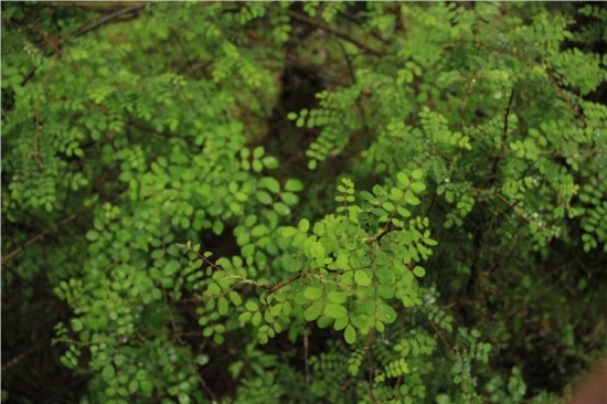 �����ɾ�-��Ȼ�羰