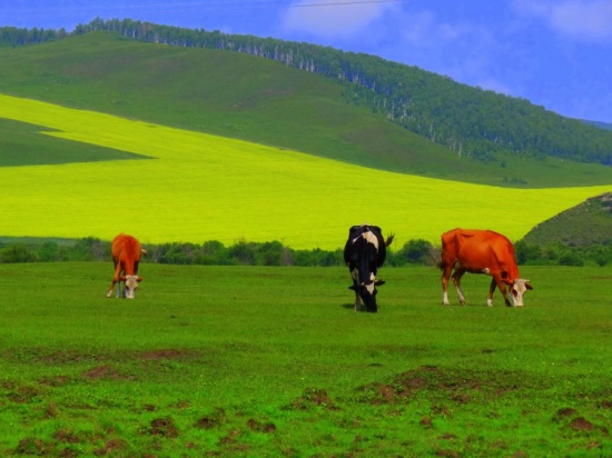 ���ױ���<span class=lxw>[ע: ���ױ�����-���ױ����м�ԭ�����ױ����ˡ����׸�ԭ�ƺ��������峯ʱ�ƺ��ײ���������Ծ��ں��׺��ͱ�����������2001��10��10�ճ������У�Ϊ���ɹ���������Ͻ�ؼ��У�����פ�غ���������]</span>���ԭ֮ţ���Ⱥ-��������