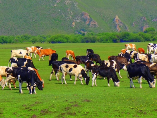 ���ױ������ԭ֮ţ���Ⱥ-��������