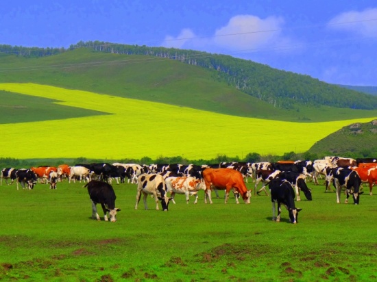 ���ױ������ԭ֮ţ���Ⱥ-��������