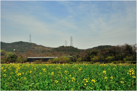 �Ͳ˻���-ֲ�ﻨ��