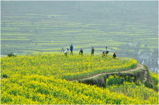 �Ͳ˻���-ֲ�ﻨ��