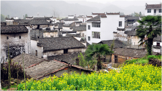 �Ͳ˻���-ֲ�ﻨ��