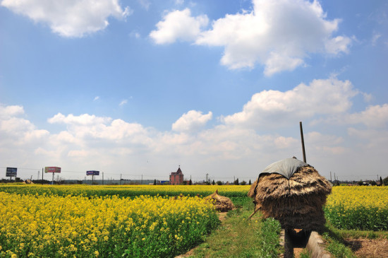 �Ͳ˻���-ֲ�ﻨ��