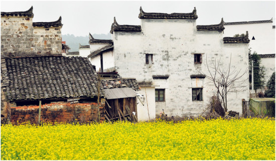 �Ͳ˻���-ֲ�ﻨ��