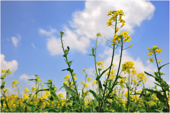 �Ͳ˻���-ֲ�ﻨ��