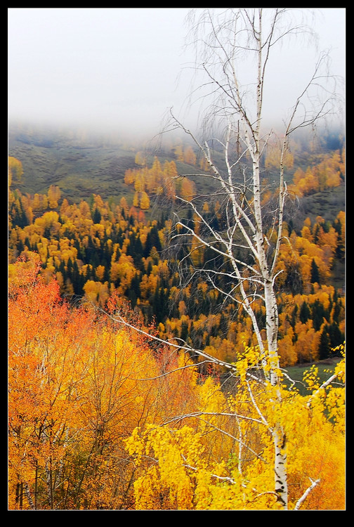 ��ľ<span class=lxw>[ע: ��ľ-��� ������˹�����ɹ����Ϊ���������ġ�����Ī�⡱����������˹�����ܱ�ѩɽ����ԭ�������ֹ�ͬ��ɵ���������������ǣ�����Ϊ��������ʿ������Ӱʦ���á���]</span>��ɫ����ʮ�ģ�-��������