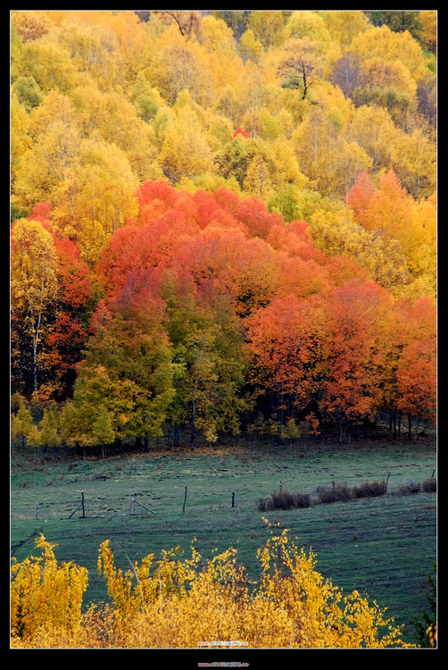 ��ľ��ɫ����ʮ�ģ�-��������