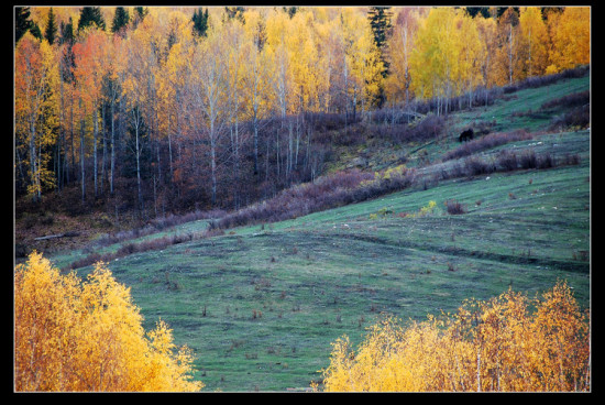 ��ľ��ɫ����ʮ�ģ�-��������