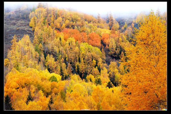 ��ľ��ɫ����ʮ�ģ�-��������