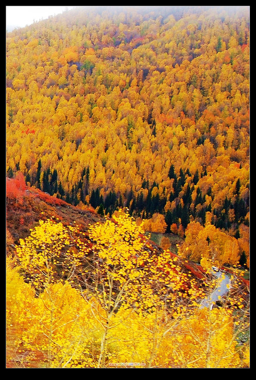 ��ľ��ɫ����ʮ�ģ�-��������