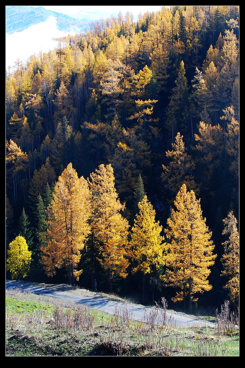 ��ľ��ɫ����ʮ�ģ�-��������