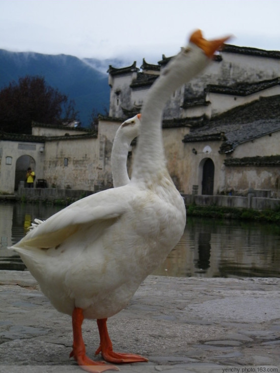 ���ΰ��-��������