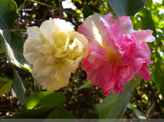 �����-��Ȼ�羰