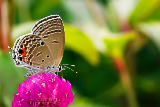 ������Χ-ֲ�ﻨ��